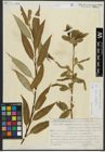 Foto von Salix alba L. x Salix fragilis L.